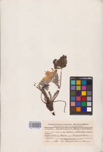 Прострел желтеющий (Zucc.) Zāmelis, Восточная Европа, Восточный район (E10) (Россия)