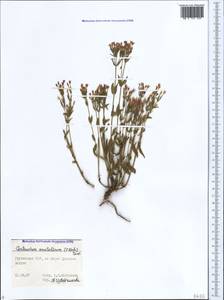 Centaurium pulchellum subsp. pulchellum, Кавказ, Грузия (K4) (Грузия)