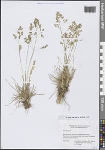 Щучка, Сибирь, Чукотка и Камчатка (S7) (Россия)