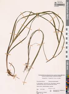 Ежеголовник злаковидный, Ежеголовник злаковый Georgi, Сибирь, Якутия (S5) (Россия)