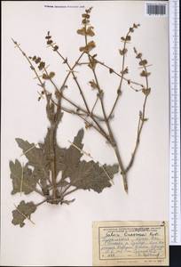 Salvia atropatana Bunge, Средняя Азия и Казахстан, Копетдаг, Бадхыз, Малый и Большой Балхан (M1) (Туркмения)