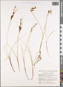 Carex aquatilis × salina, Восточная Европа, Северный район (E1) (Россия)
