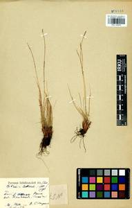 Carex myosuroides Vill., Сибирь, Прибайкалье и Забайкалье (S4) (Россия)