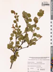 Betula middendorffii × Betula platyphylla, Сибирь, Чукотка и Камчатка (S7) (Россия)