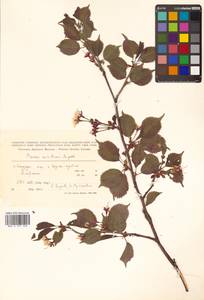 Prunus nipponica var. kurilensis (Miyabe) E. H. Wilson, Сибирь, Дальний Восток (S6) (Россия)