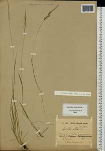 Полевица побегоносная L., Восточная Европа, Белоруссия (E3a) (Белоруссия)