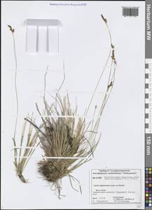 Осока шабинская, Осока сабинская Less. ex Kunth, Сибирь, Центральная Сибирь (S3) (Россия)