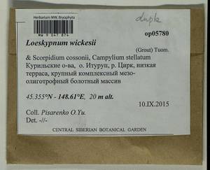 Loeskypnum wickesiae (Grout) Tuom., Гербарий мохообразных, Мхи - Дальний Восток (без Чукотки и Камчатки) (B20) (Россия)
