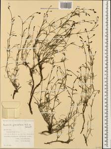 Cynanchica graveolens (M.Bieb. ex Schult. & Schult.f.) P.Caputo & Del Guacchio, Кавказ, Дагестан (K2) (Россия)