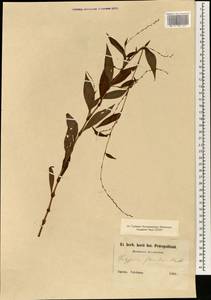 Горец иволистный (Brouss. ex Willd.) Assenov, Зарубежная Азия (ASIA) (Япония)