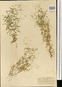 Звездчатка длиннолистная, Звездчатка раскидистая (Regel) Muhl. ex Willd., Монголия (MONG) (Монголия)