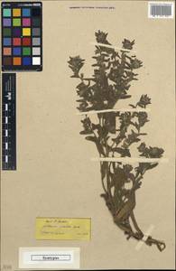 Alkanna tubulosa Boiss., Зарубежная Азия (ASIA) (Турция)