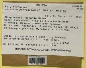 Atrichum polycarpum (Müll. Hal.) Schimp. ex Mitt., Гербарий мохообразных, Мхи - Америка (BAm) (Боливия)