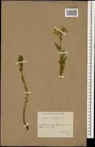 Тысячелистник обыкновенный L., Кавказ, Грузия (K4) (Грузия)