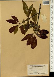 Lophostemon confertus (R.Br.) Peter G.Wilson & J.T.Waterh., Зарубежная Азия (ASIA) (КНР)