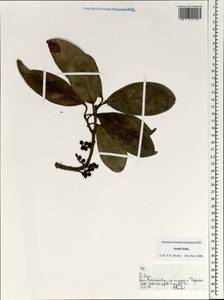Magnoliopsida, Зарубежная Азия (ASIA) (Индия)