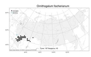Ornithogalum fischerianum, Птицемлечник Фишера Krasch., Атлас флоры России (FLORUS) (Россия)