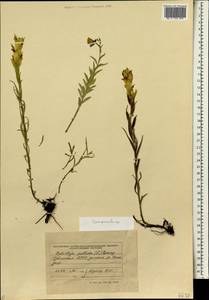 Колокольчик, Сибирь, Алтай и Саяны (S2) (Россия)