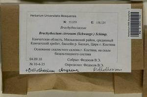 Brachythecium cirrosum (Schwägr.) Schimp., Гербарий мохообразных, Мхи - Чукотка и Камчатка (B21) (Россия)