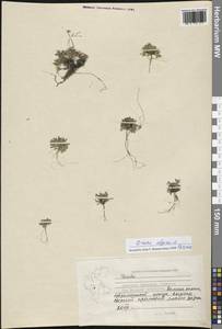 Крупка альпийская L., Западная Европа (EUR) (Шпицберген и Ян-Майен)