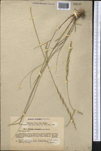 Thinopyrum intermedium subsp. intermedium, Средняя Азия и Казахстан, Западный Тянь-Шань и Каратау (M3) (Узбекистан)