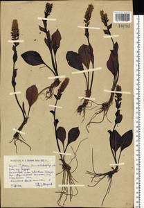 Лаготис цельнолистный (Willd.) Schischk., Сибирь, Западный (Казахстанский) Алтай (S2a) (Казахстан)