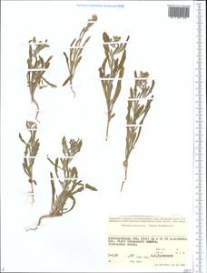 Brassicaceae, Средняя Азия и Казахстан, Прикаспийский Устюрт и Северное Приаралье (M8) (Казахстан)