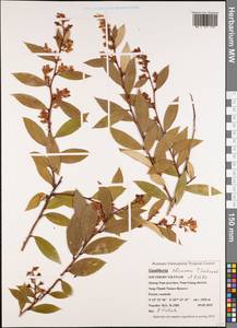 Gaultheria sleumeri Smitinand & P. H. Hô, Зарубежная Азия (ASIA) (Вьетнам)