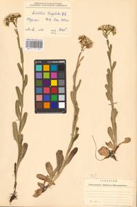 Achillea lingulata Waldst. & Kit., Восточная Европа, Западно-Украинский район (E13) (Украина)