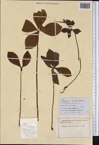 Isotria verticillata (Muhl. ex Willd.) Raf., Америка (AMER) (США)