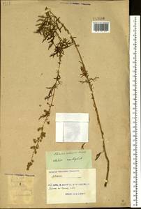 Полынь промежуточная Krasch. ex Poljak., Сибирь, Дальний Восток (S6) (Россия)