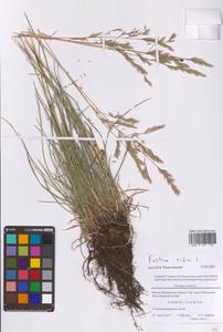 Овсяница красная L., Восточная Европа, Московская область и Москва (E4a) (Россия)