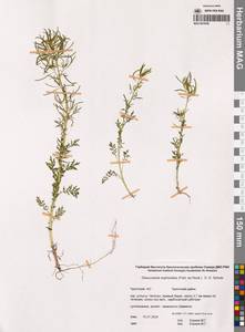 Декурения софиевидная (Fisch. ex Hook.) O.E.Schulz, Сибирь, Чукотка и Камчатка (S7) (Россия)