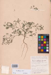 Дымянка Вайяна Loisel., Восточная Европа, Нижневолжский район (E9) (Россия)