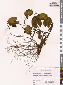 Кубышка малая (Timm) DC., Сибирь, Чукотка и Камчатка (S7) (Россия)