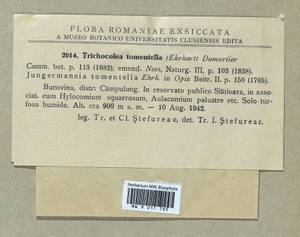 Trichocolea tomentella (Ehrh.) Dumort., Гербарий мохообразных, Мхи - Западная Европа (BEu) (Румыния)
