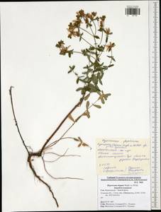 Зверобой изящный Steph. ex Willd., Восточная Европа, Центральный район (E4) (Россия)