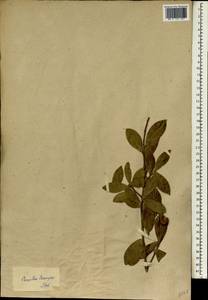 Camellia oleifera Abel., Зарубежная Азия (ASIA) (Неизвестно)