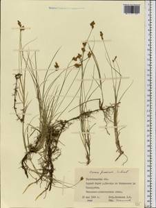 Осока ранняя Schreb., Восточная Европа, Южно-Украинский район (E12) (Украина)