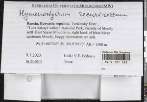 Hymenostylium recurvirostrum (Hedw.) Dixon, Гербарий мохообразных, Мхи - Прибайкалье и Забайкалье (B18) (Россия)