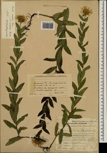 Pentanema asperum (Poir.) G.V.Boiko & Korniy., Кавказ, Армения (K5) (Армения)