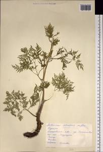 Anthriscus sylvestris subsp. sylvestris, Сибирь, Алтай и Саяны (S2) (Россия)