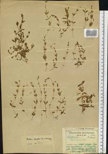 Звездчатка толстолистная Ehrh., Восточная Европа, Северный район (E1) (Россия)