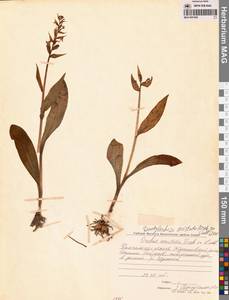 Пальчатокоренник остистый (Fisch. ex Lindl.) Soó, Сибирь, Чукотка и Камчатка (S7) (Россия)