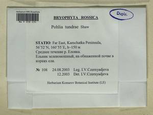 Pohlia tundrae A.J. Shaw, Гербарий мохообразных, Мхи - Чукотка и Камчатка (B21) (Россия)