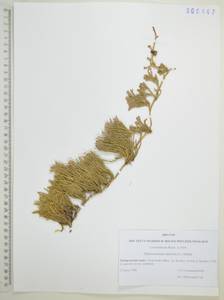 Дифазиаструм альпийский (L.) Holub, Сибирь, Дальний Восток (S6) (Россия)