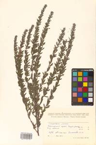 Леспедеца ситниковая (L.f.) Pers., Сибирь, Дальний Восток (S6) (Россия)