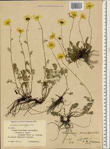Archanthemis marschalliana subsp. sosnovskyana (Fed.) Lo Presti & Oberpr., Кавказ, Северная Осетия, Ингушетия и Чечня (K1c) (Россия)