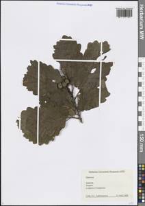 Дуб, Кавказ, Краснодарский край и Адыгея (K1a) (Россия)