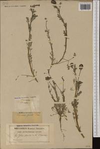 Platycapnos spicata (L.) Bernh., Западная Европа (EUR) (Франция)
